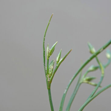 Zilte greppelrus