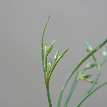 Zilte greppelrus