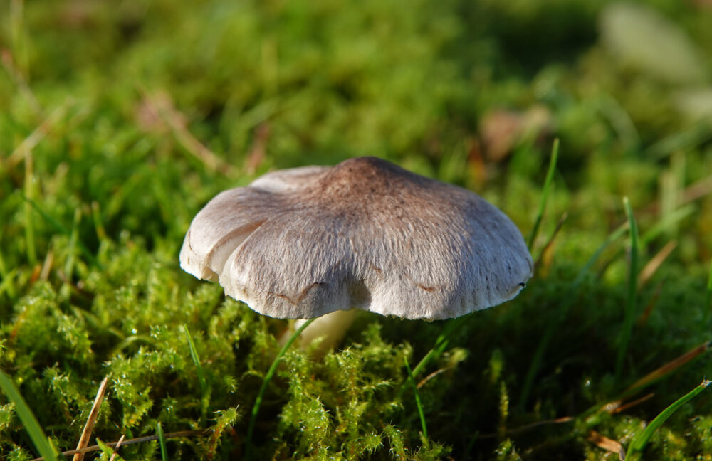 Zilveren ridderzwam