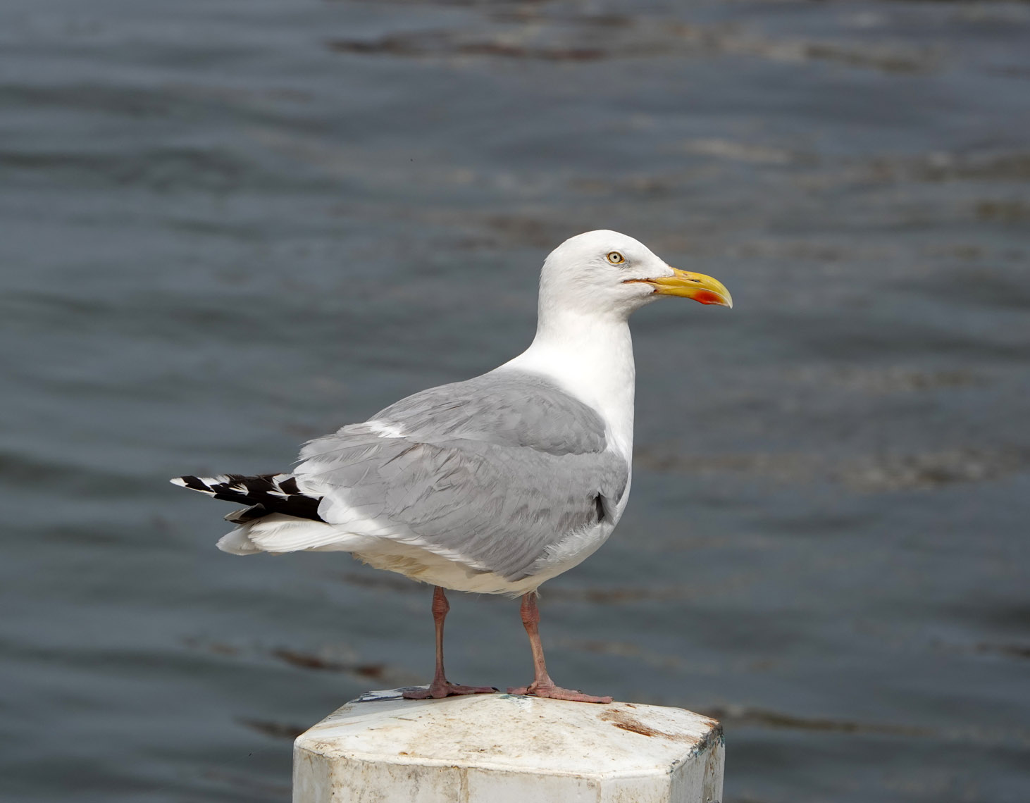 Zilvermeeuw