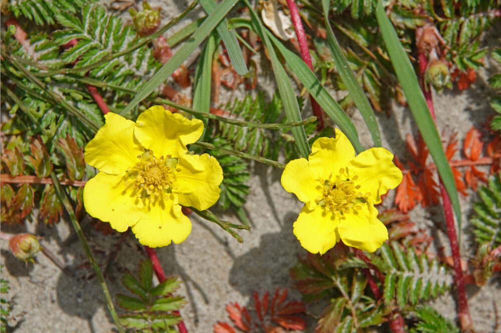 Zilverschoon