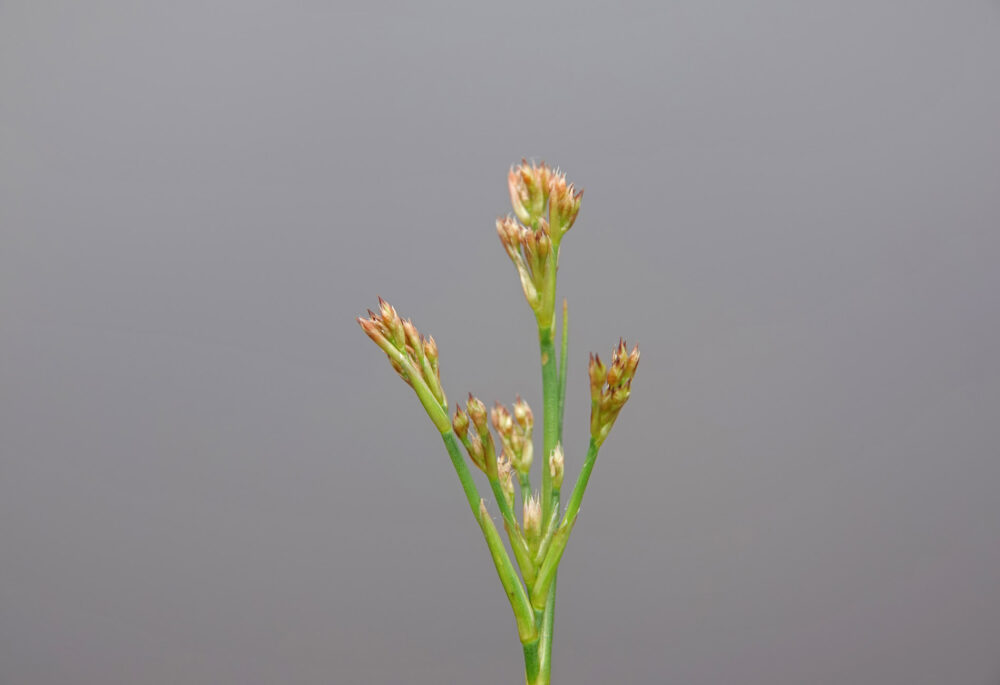 Zomprus