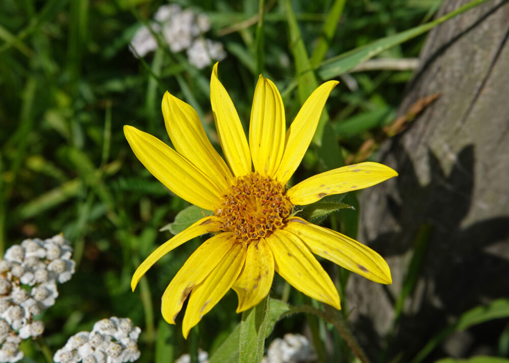 Zonnebloem