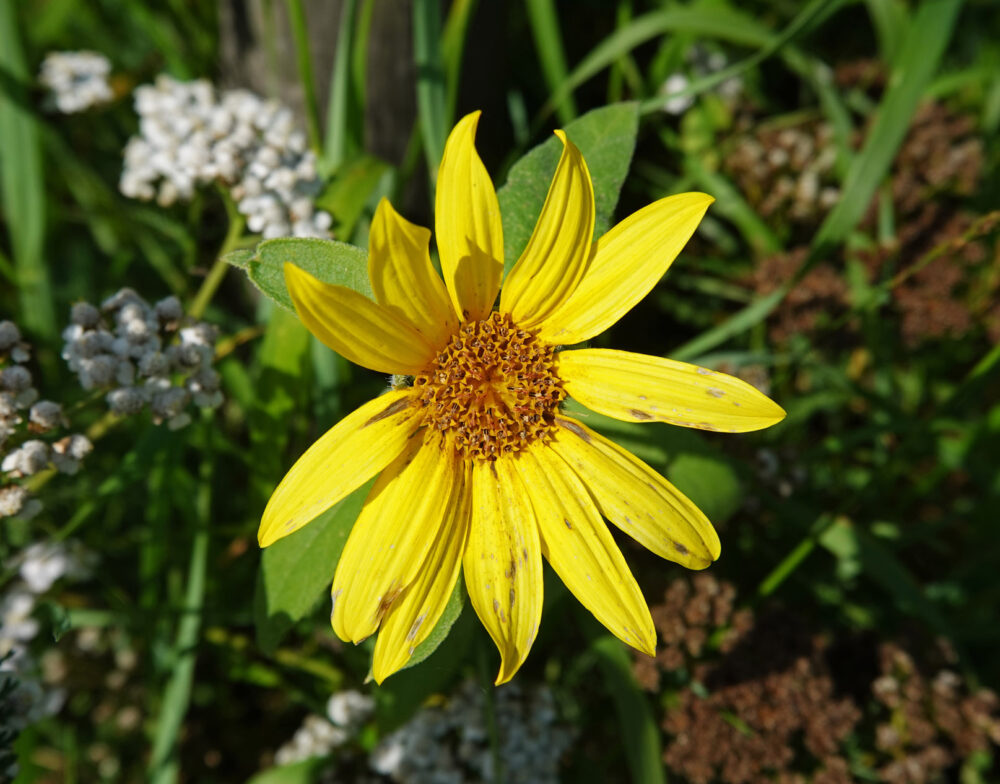 Zonnebloem
