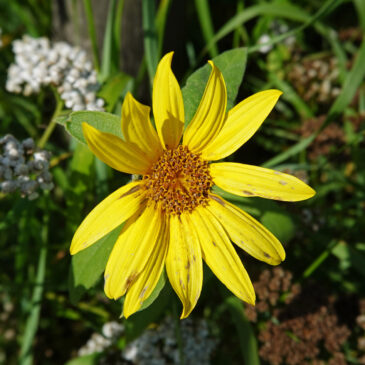 Zonnebloem