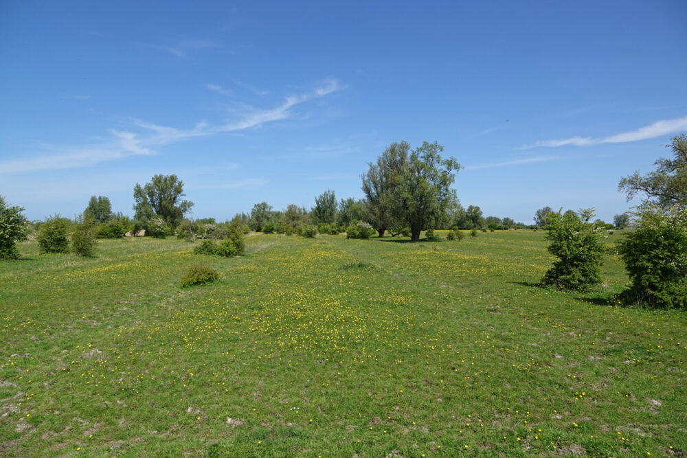 Zoutkamperplaat (Kollumerwaard)