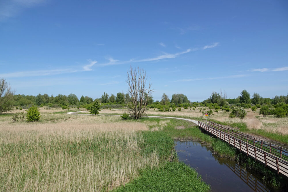 Zoutkamperplaat (Kollumerwaard)