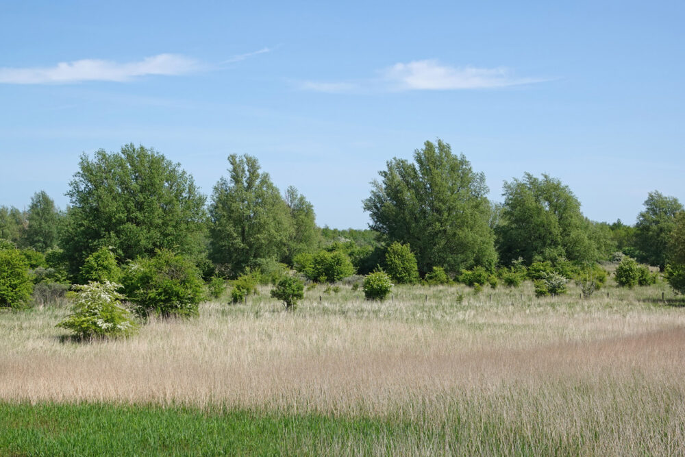 Zoutkamperplaat (Kollumerwaard)