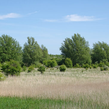 Zoutkamperplaat (Kollumerwaard)