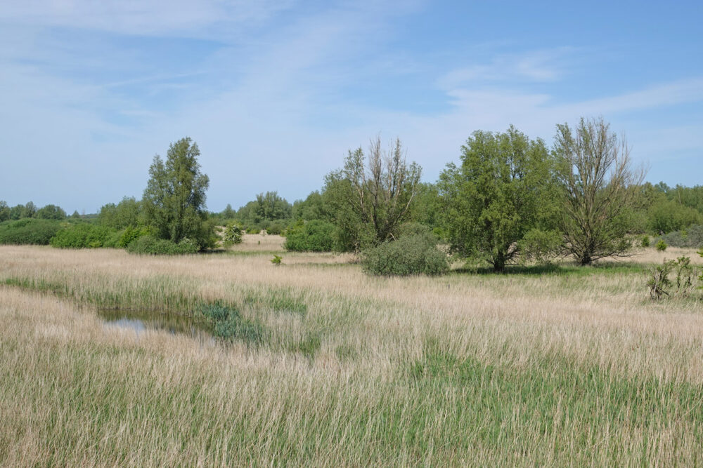 Zoutkamperplaat (Kollumerwaard)