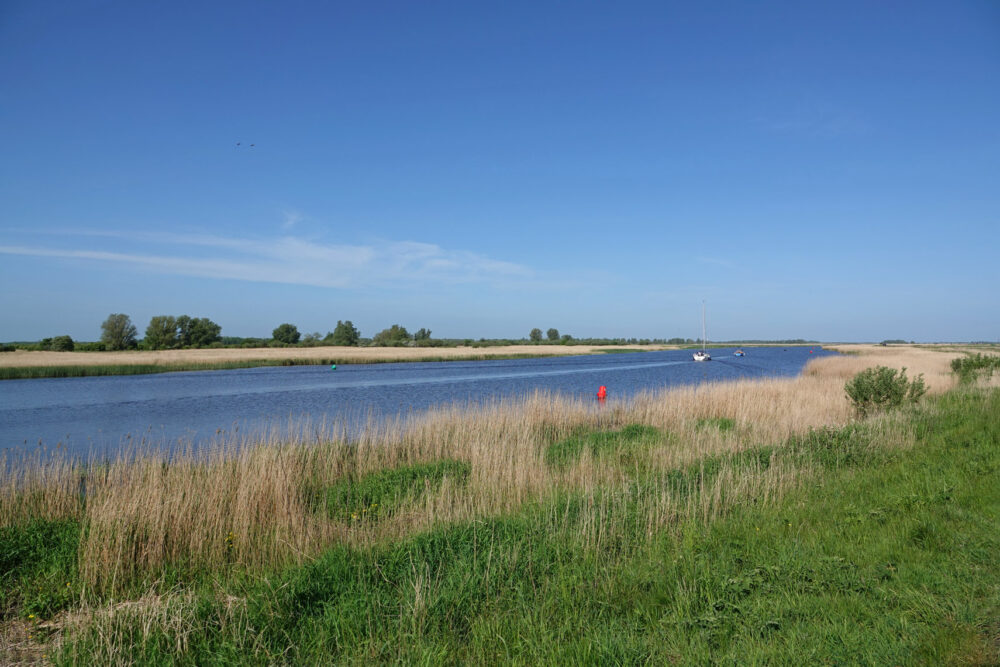 Zoutkamperril (Lauwersmeergebied)