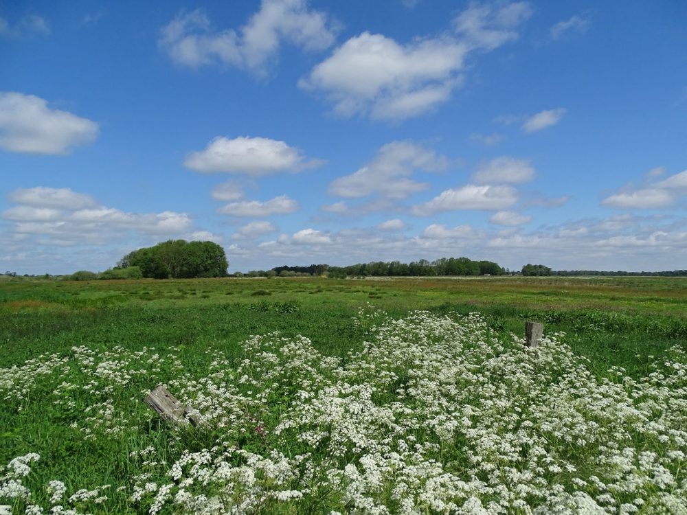 Zuidelijk deel vd Onlanden in het voorjaar