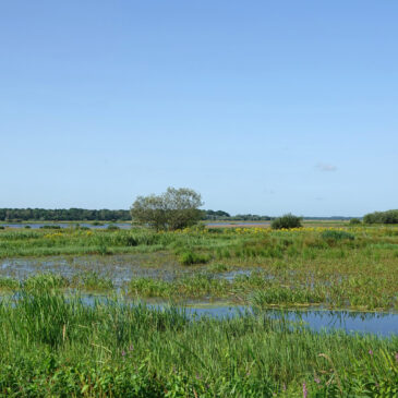 Zuidlaardermeergebied (Kropswolderbuitenpolder) in de zomer