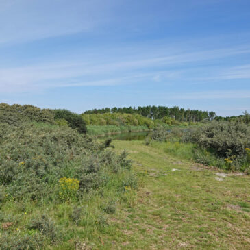 Zuidwalbos (Marnewaard in NP Lauwersmeer)