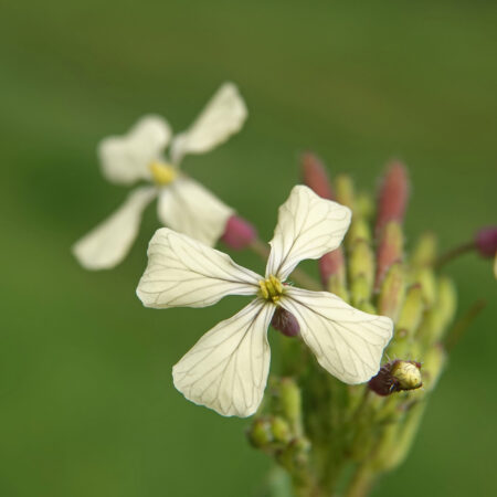 Zwaardherik