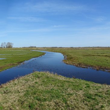 Zwagermieden (Friesland)