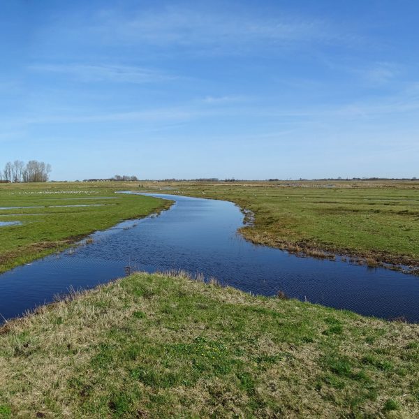Zwagermieden (Friesland)