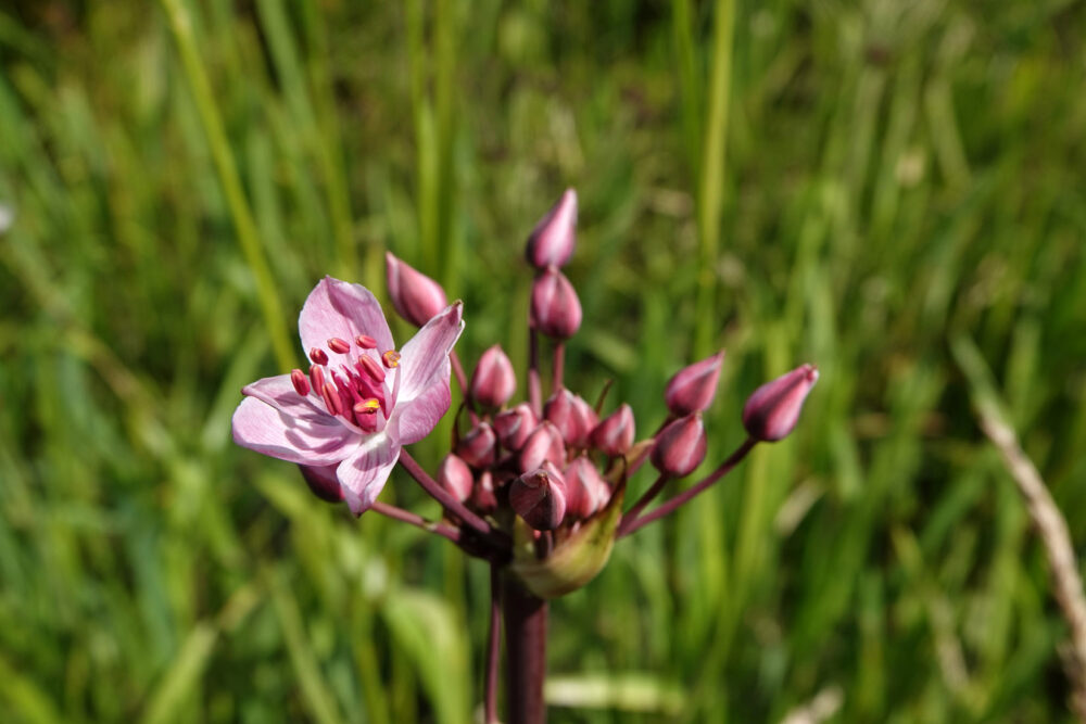 Zwanenbloem