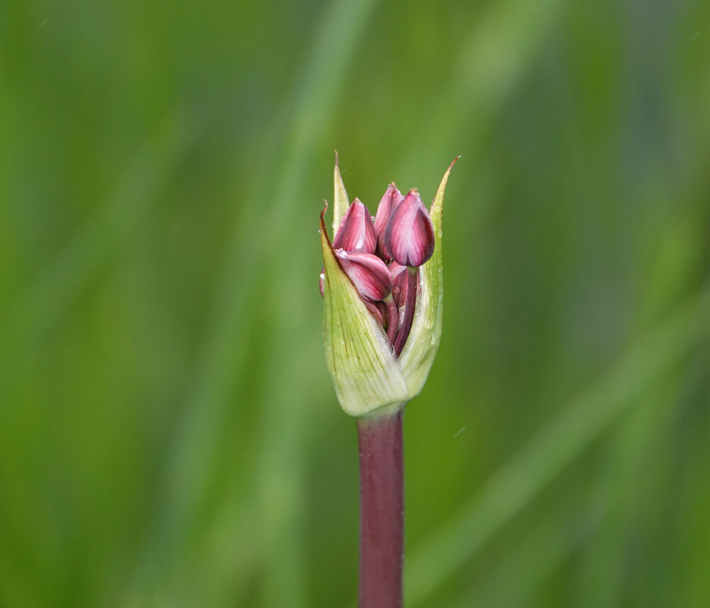 Zwanenbloem
