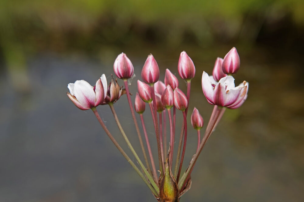 Zwanenbloem