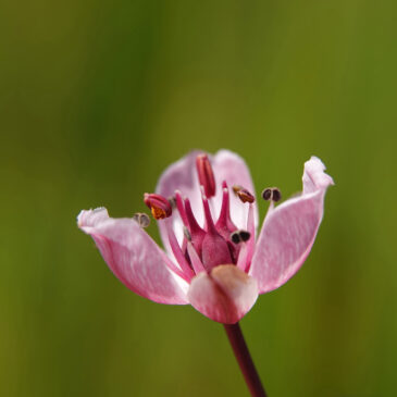 Zwanenbloem