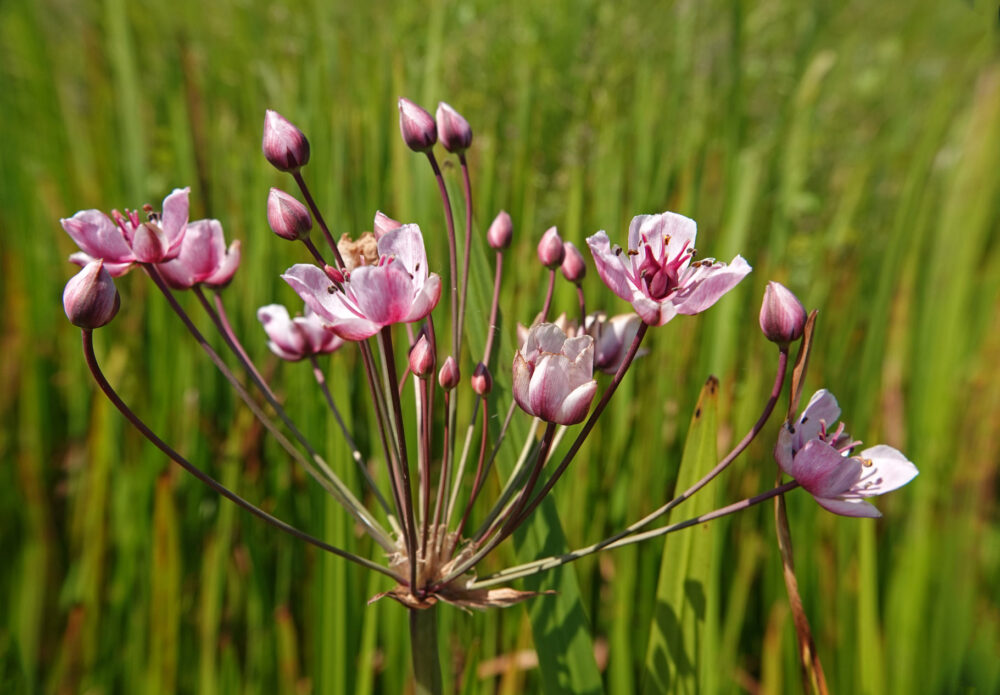 Zwanenbloem