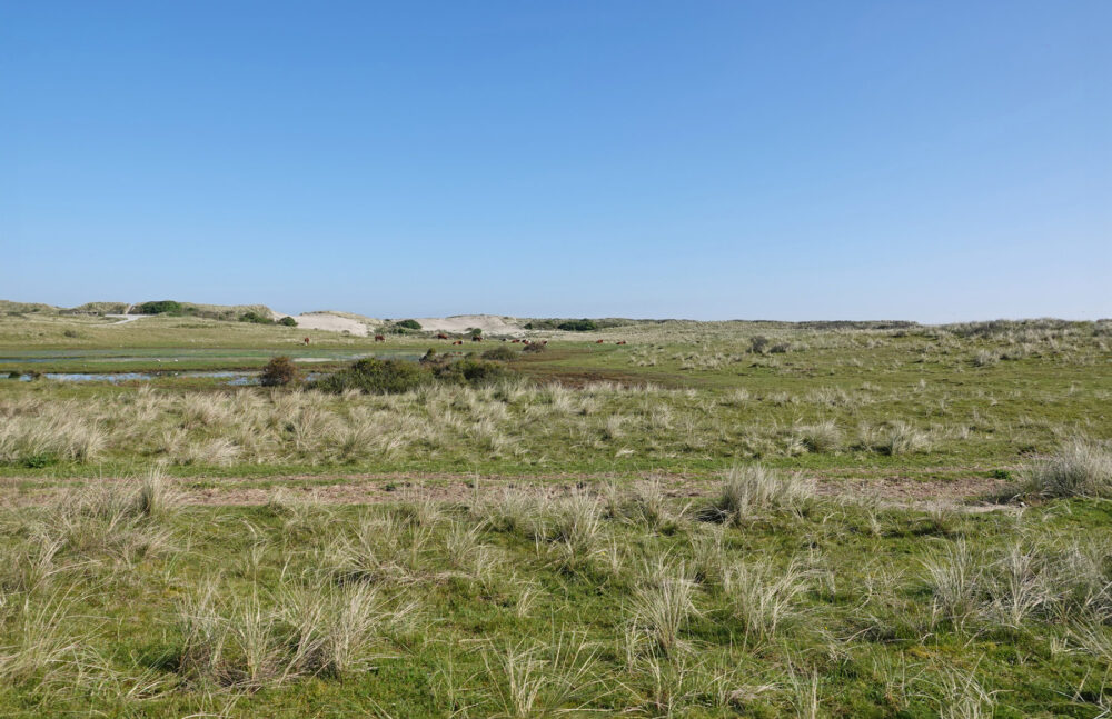 Zwanewaterduinen (Ameland)