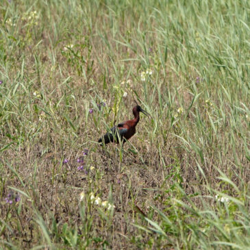 Zwarte ibis