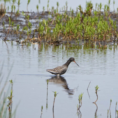 Zwarte ruiter