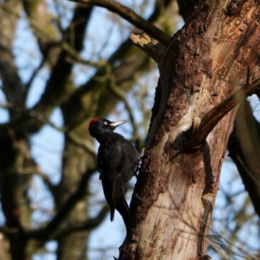 Zwarte specht in Noordlaarderbos