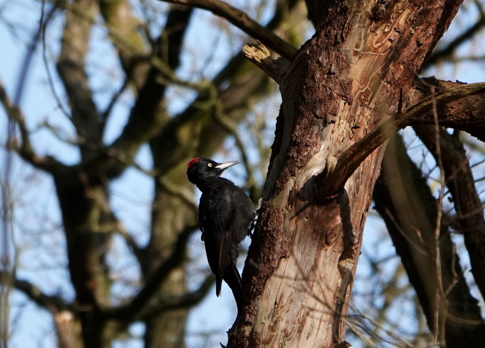 Zwarte specht in Noordlaarderbos
