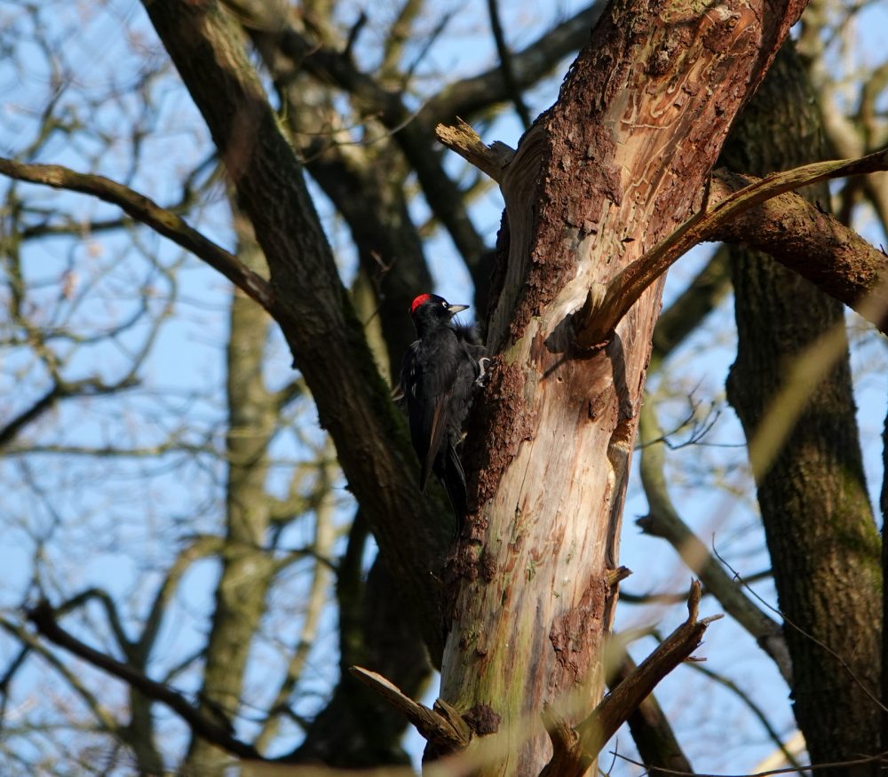 Zwarte specht in Noordlaarderbos