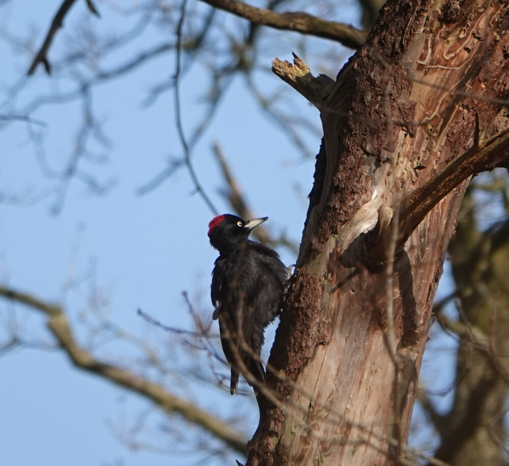 Zwarte specht in Noordlaarderbos