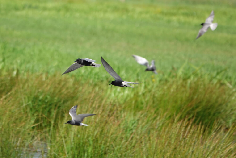 Zwarte stern (Onnerpolder)