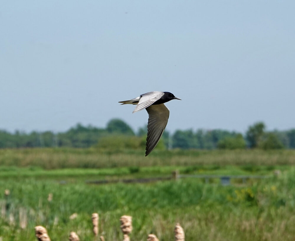 Zwarte stern (Onnerpolder)
