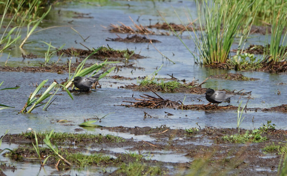 Zwarte sterns (Onnerpolder)