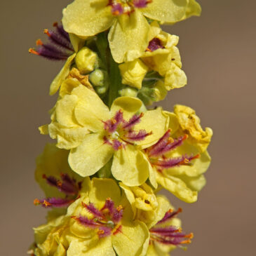 Zwarte toorts