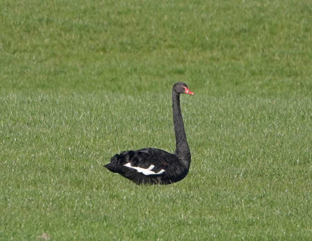 Zwarte zwaan