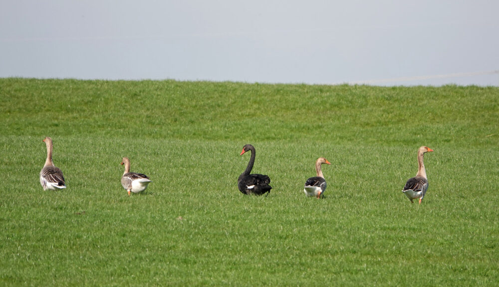 Zwarte zwaan