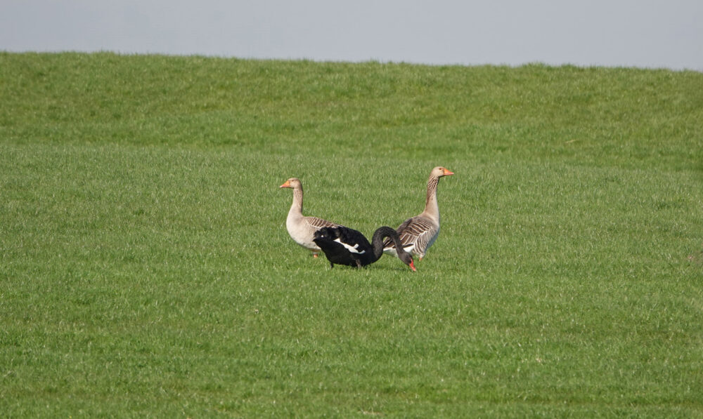 Zwarte zwaan