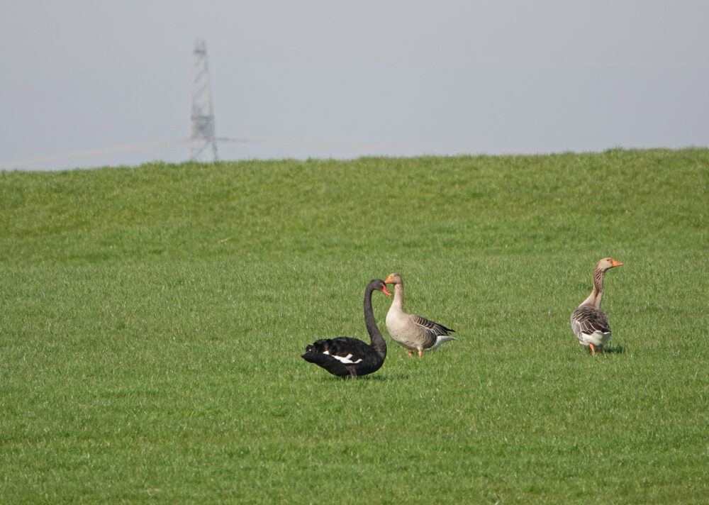 Zwarte zwaan