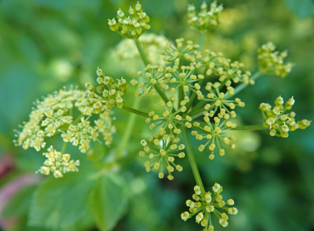 Zwartmoeskervel
