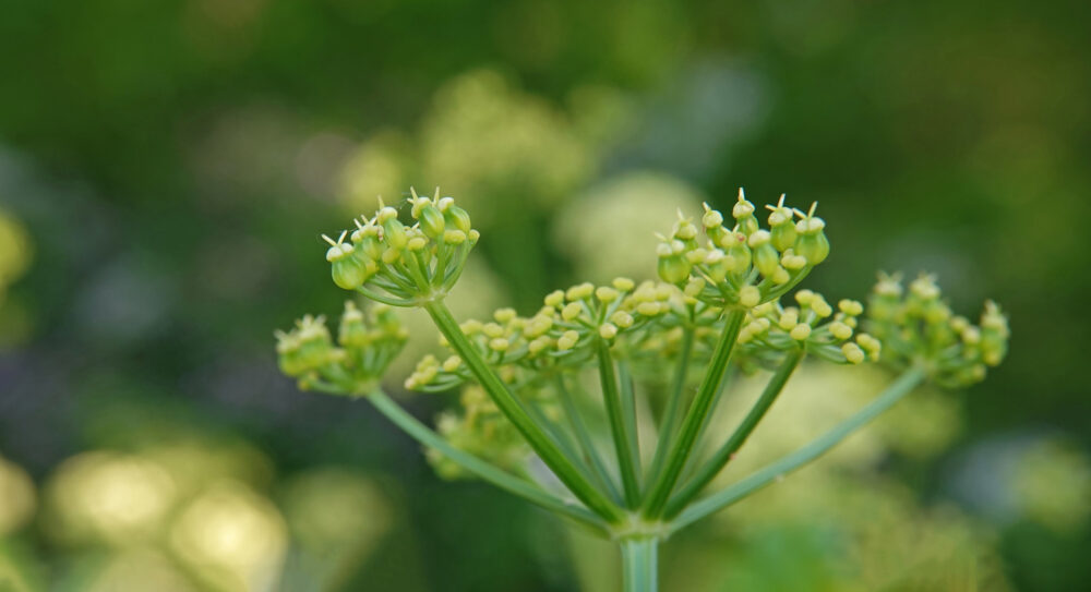Zwartmoeskervel