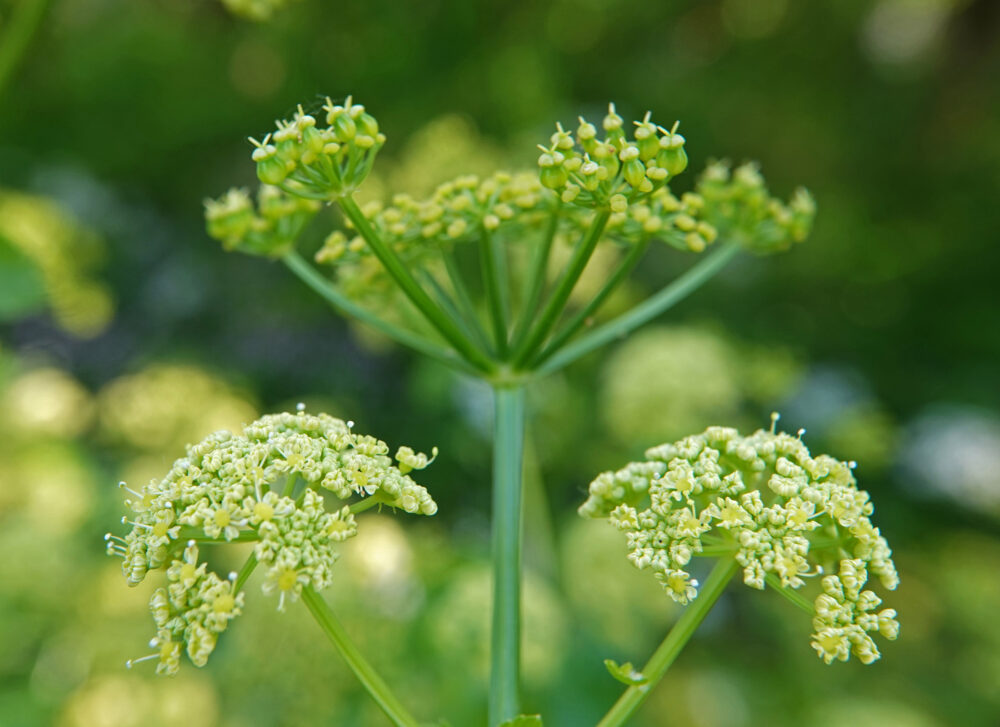 Zwartmoeskervel