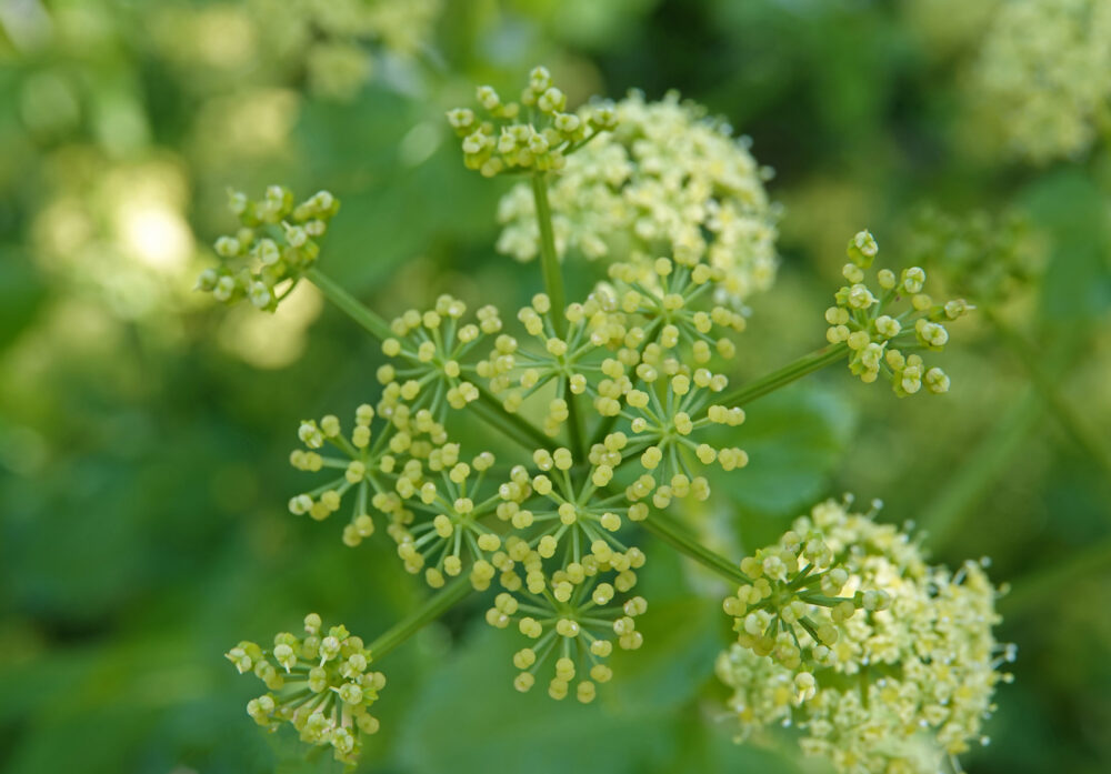 Zwartmoeskervel