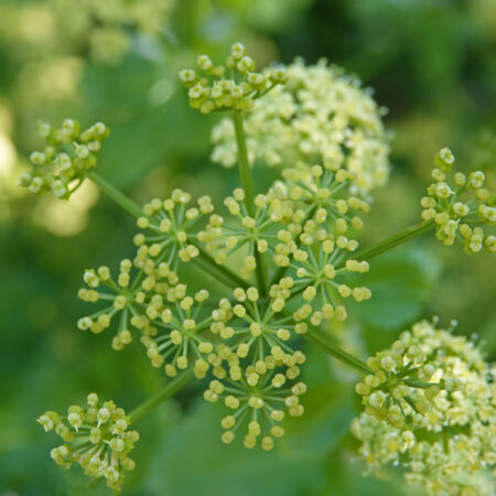 Zwartmoeskervel