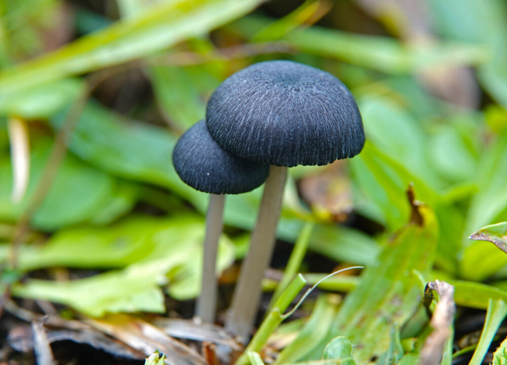 Zwartsneesatijnzwam