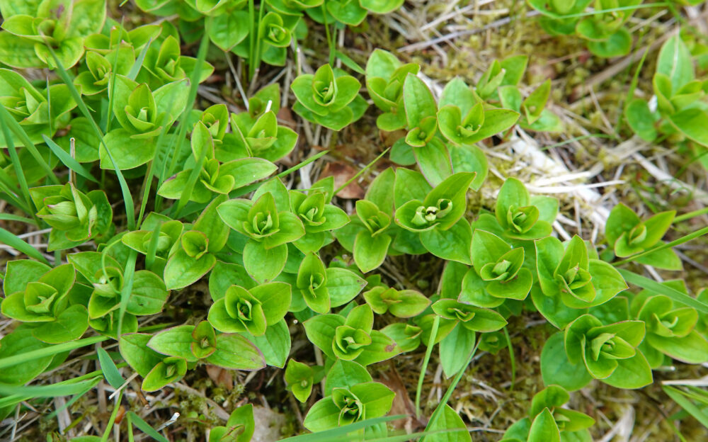 Zweedse kornoelje