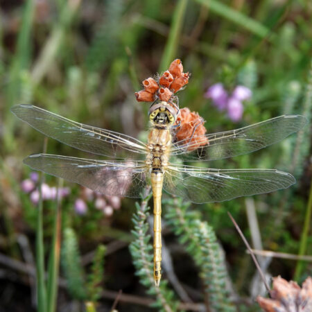 Zwervende heidelibel (Dwingelderveld)