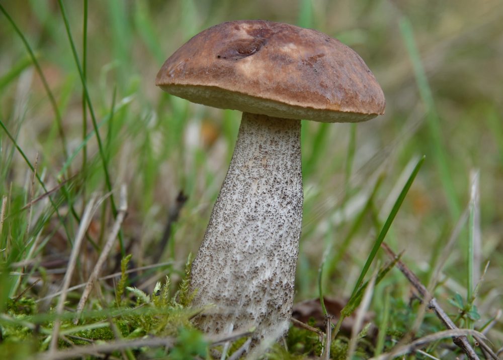 berkenboleet